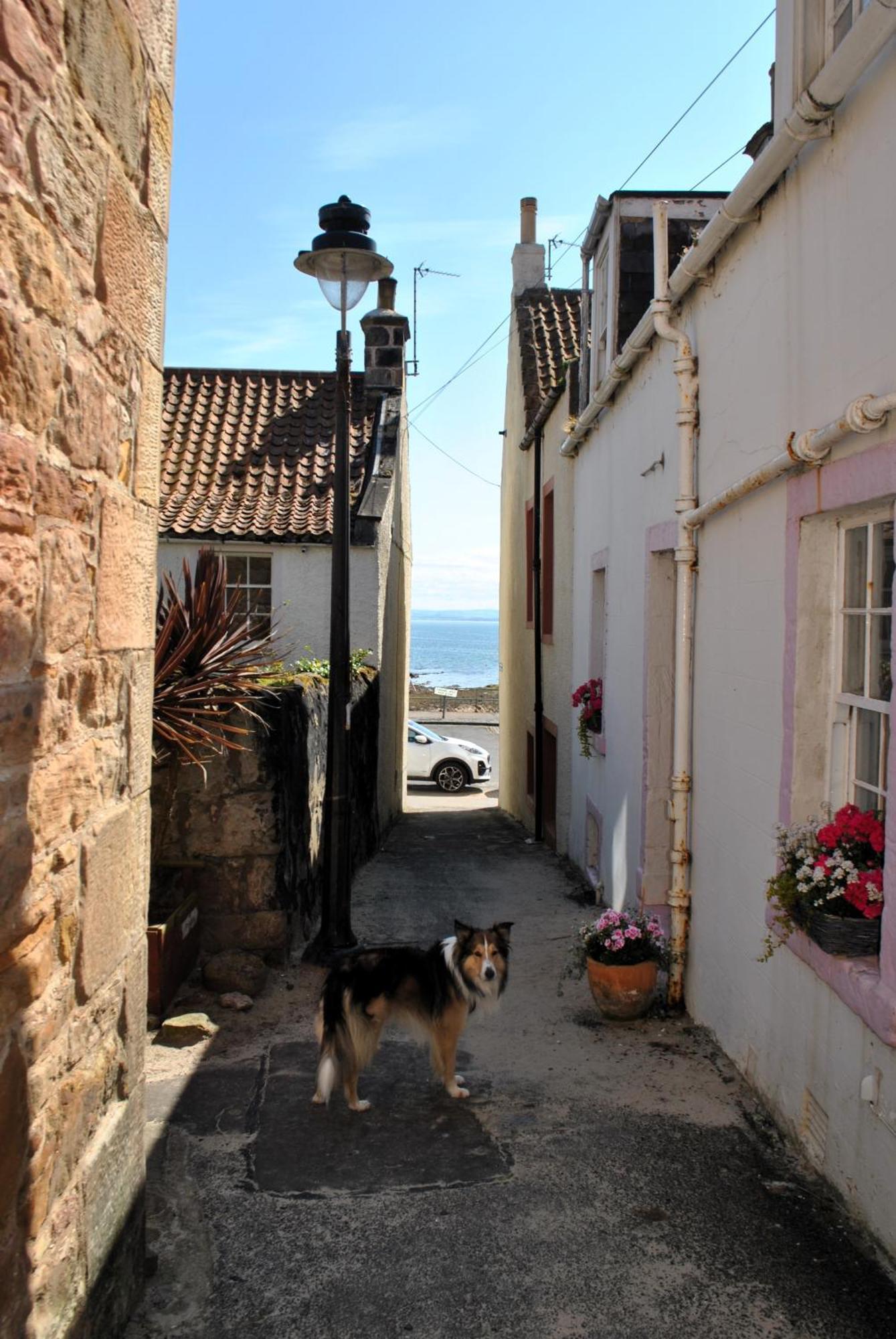 Dookers Nook- Quirky Coastal Cottage Pittenweem Dış mekan fotoğraf